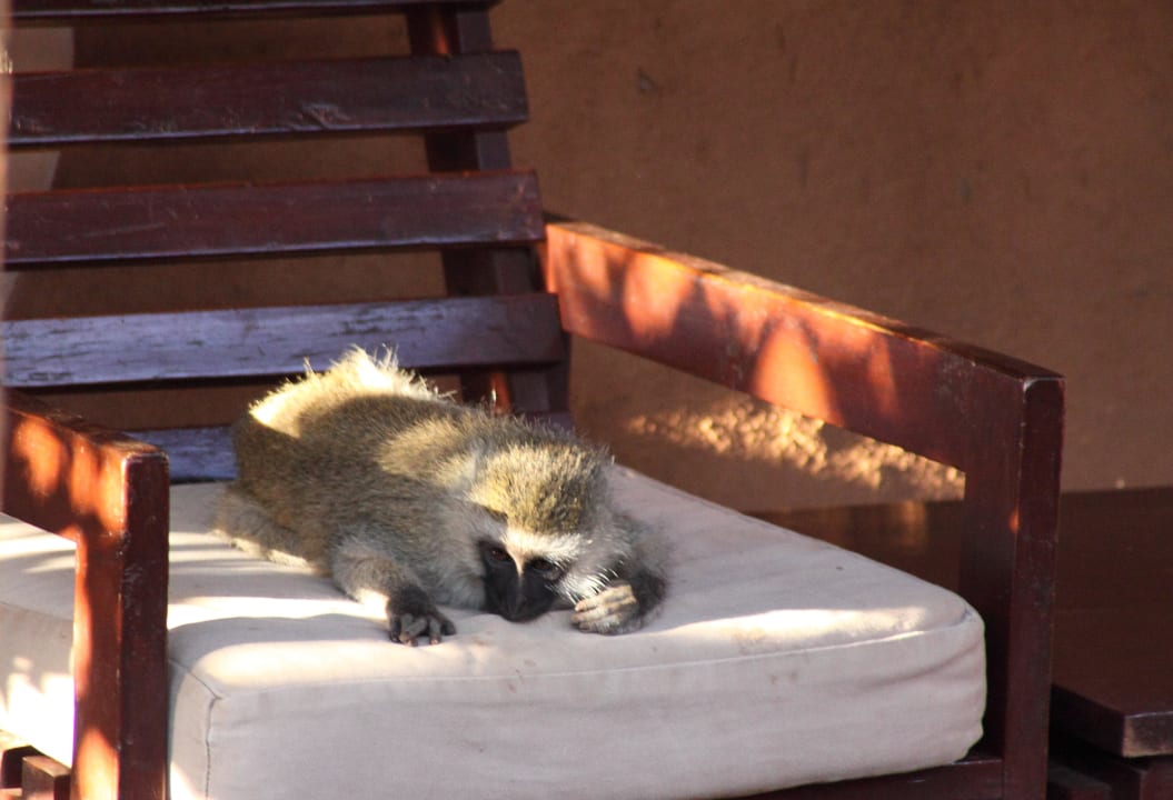 Affe auf der Terrasse Hotel Amboseli Sopa Lodge
