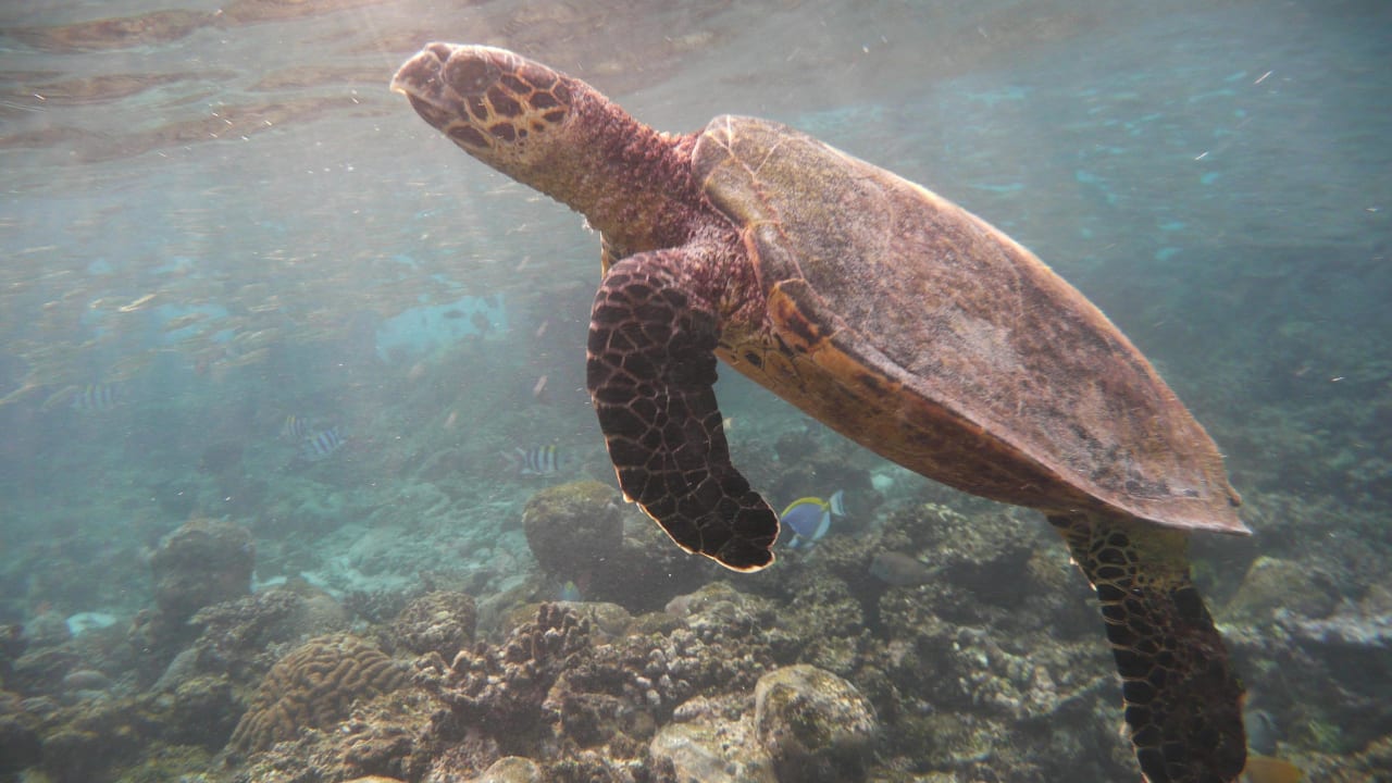 Schildkröte Eri Maldives