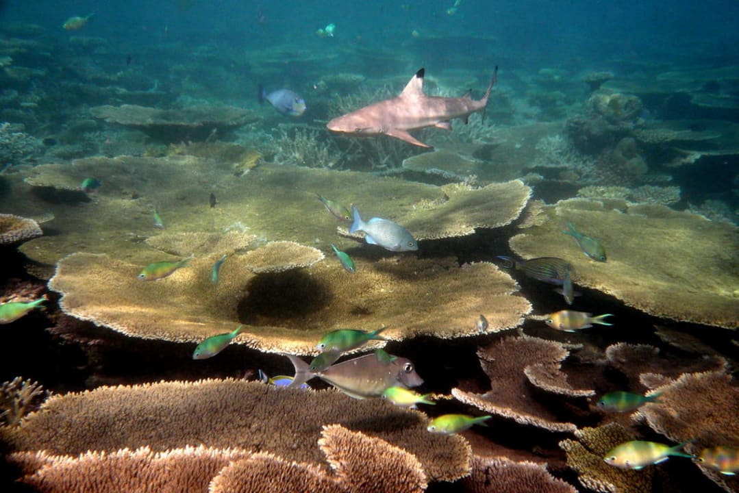 Traumhaftes Hausriff ananea Diamonds Athuruga