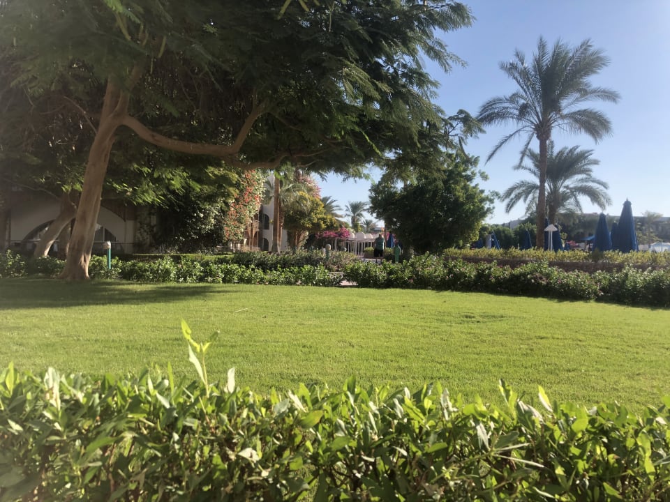 Gartenanlage Desert Rose