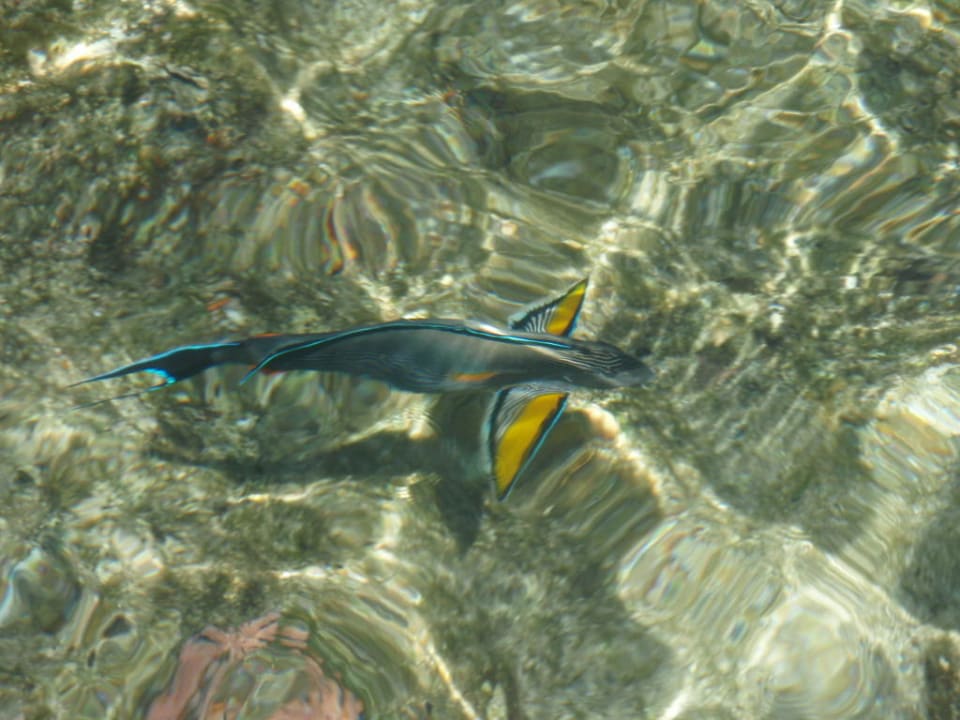 Glasklares Wasser Serenity Alpha Beach