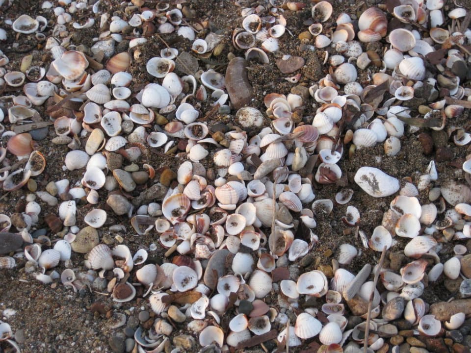 Viele schöne Muscheln Sherwood Exclusive Lara