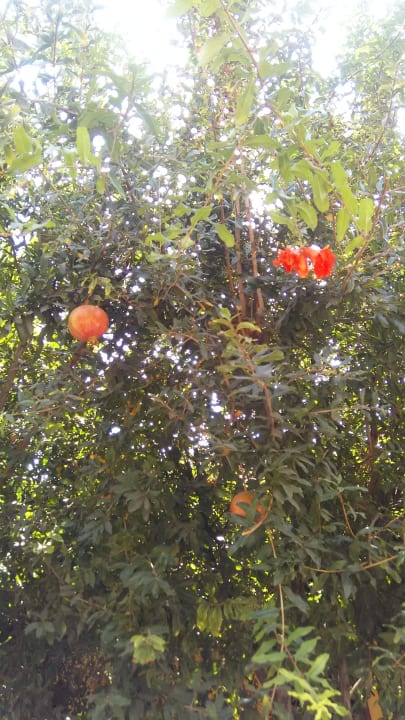 Gartenanlage Özlem Garden Hotel