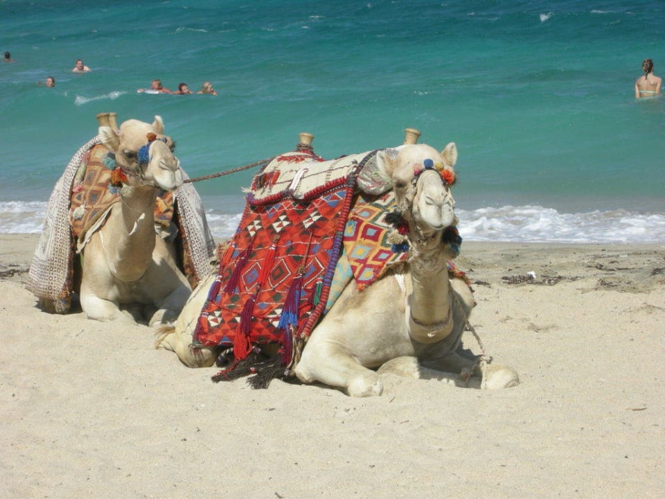 2 alte Dromedare Malikia Resort Abu Dabbab