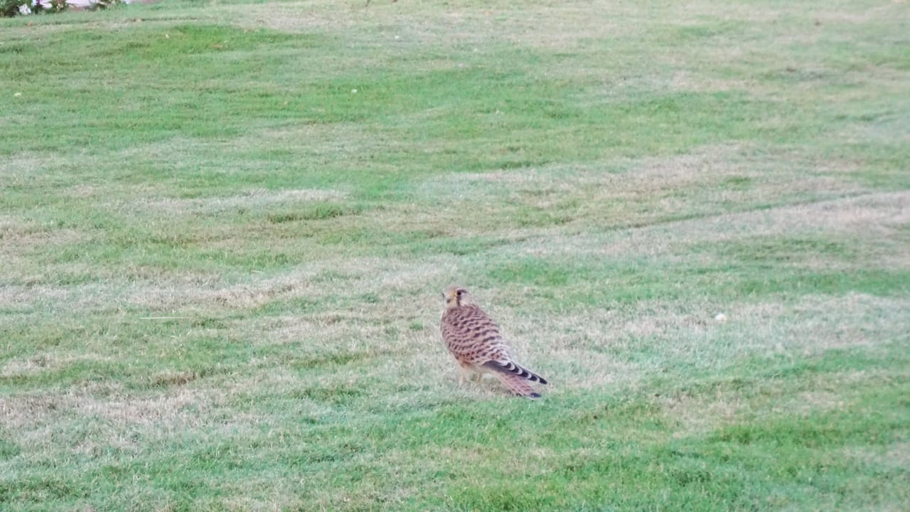 Гости отеля Desert Rose
