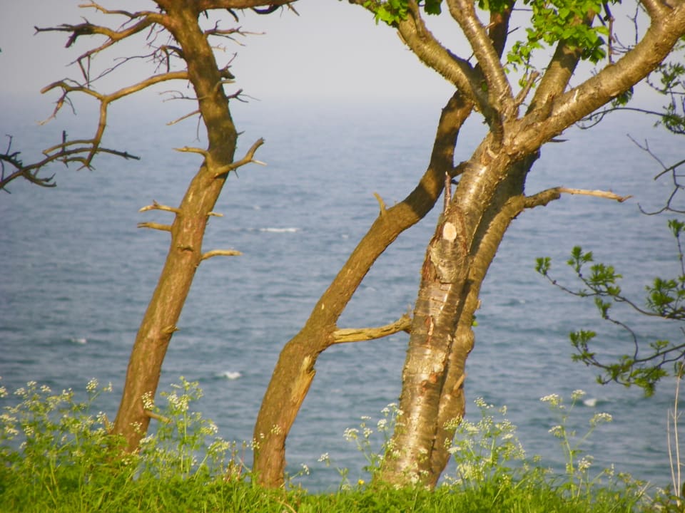 Der Ausblick vom Ferienhaus Knaus Camping- & Ferienhauspark Rügen