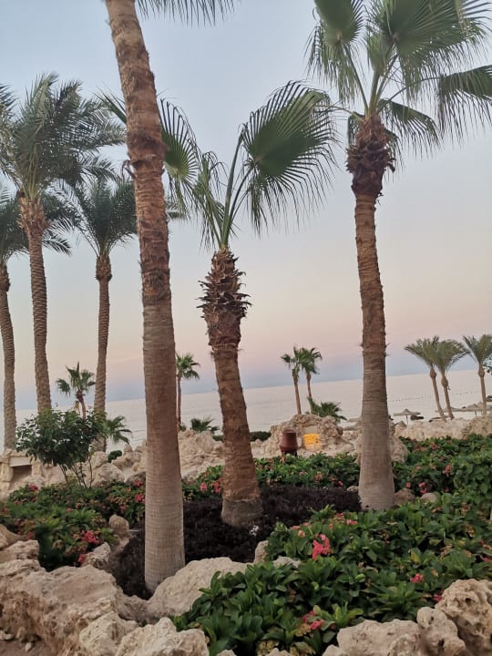 Gartenanlage Pickalbatros Citadel Resort