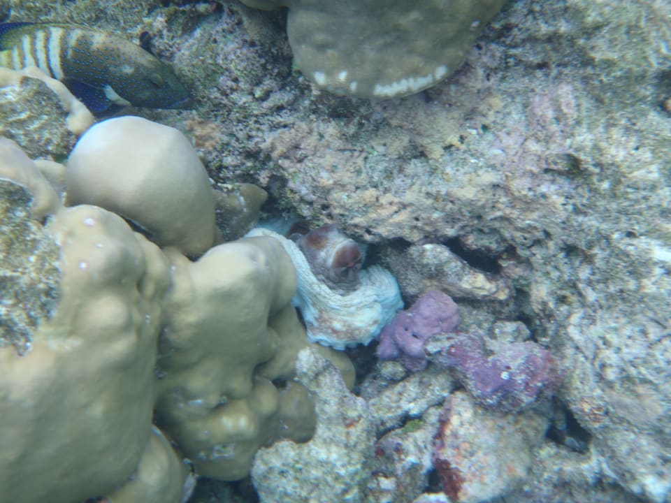 Unterwasserwelt Adaaran Select Meedhupparu Island Resort - Premium All Inclusive