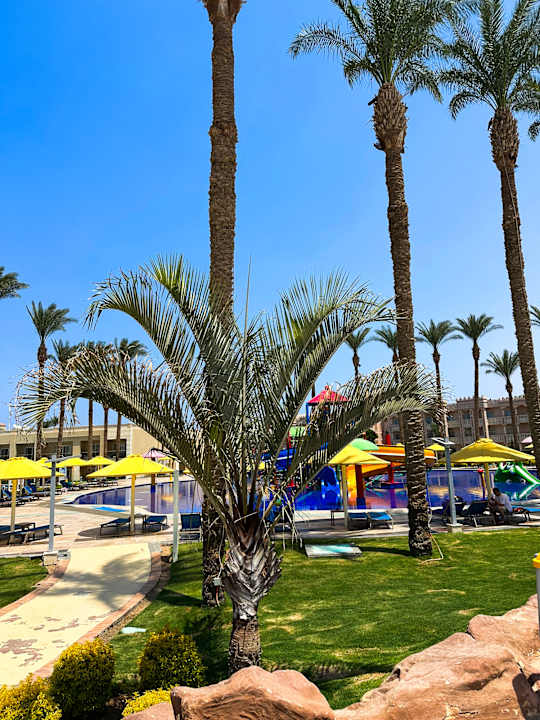 Pool Beach Albatros Resort