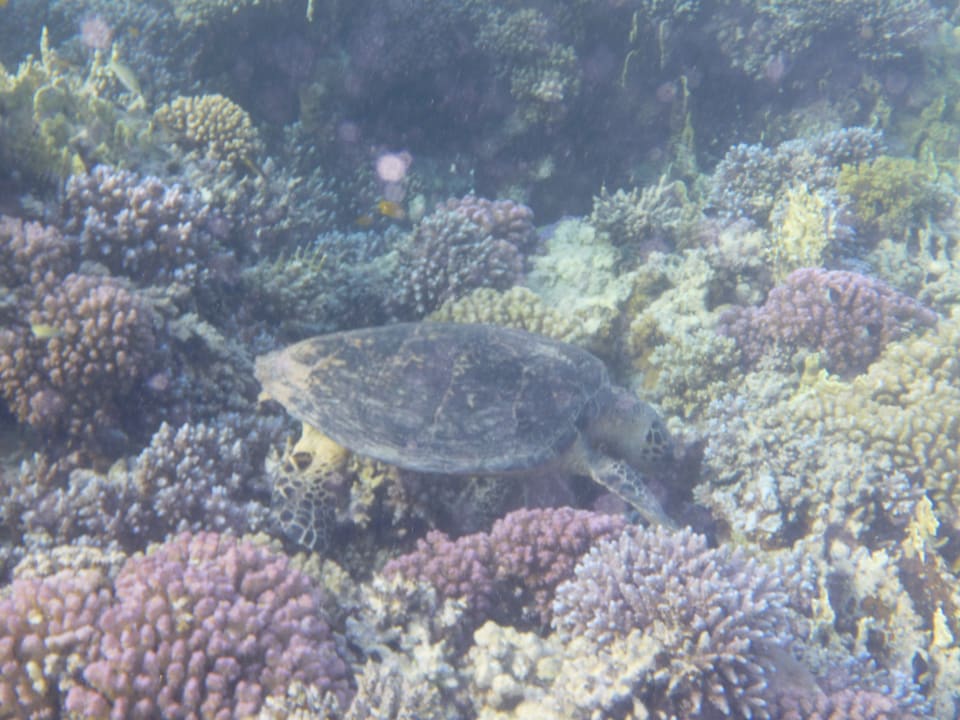 Sport & Freizeit Makadi Spa - Adults only