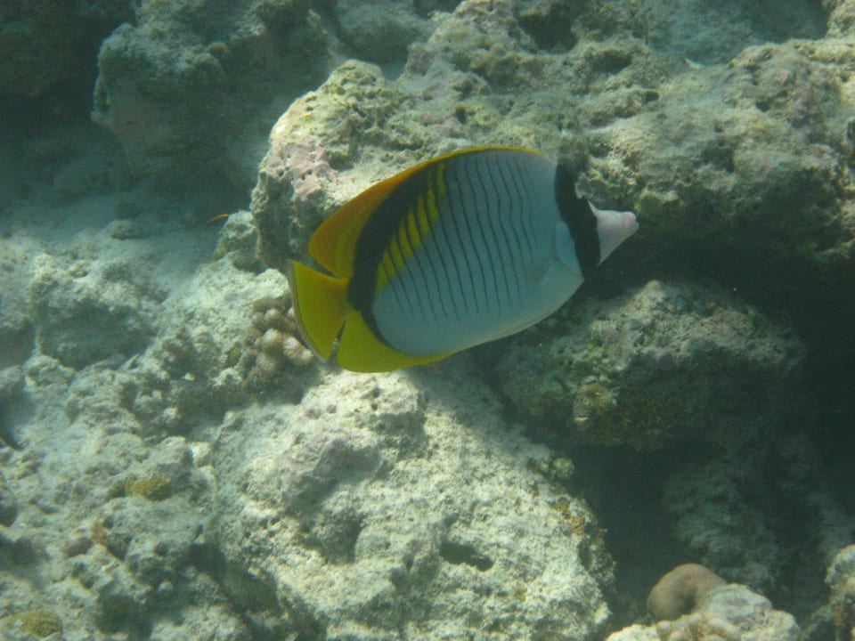 Unterwasserwelt am Hausriff NH Collection Maldives Reethi Resort