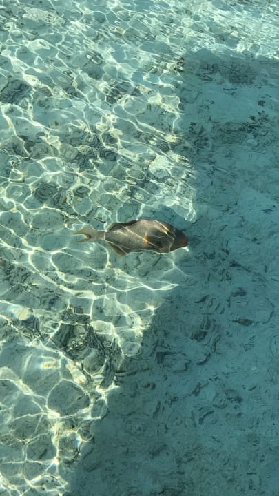 Sonstiges Cinnamon Hakuraa Huraa Maldives - Adults-Only