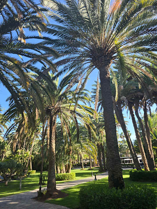 Gartenanlage Hotel Riu Palace Oasis