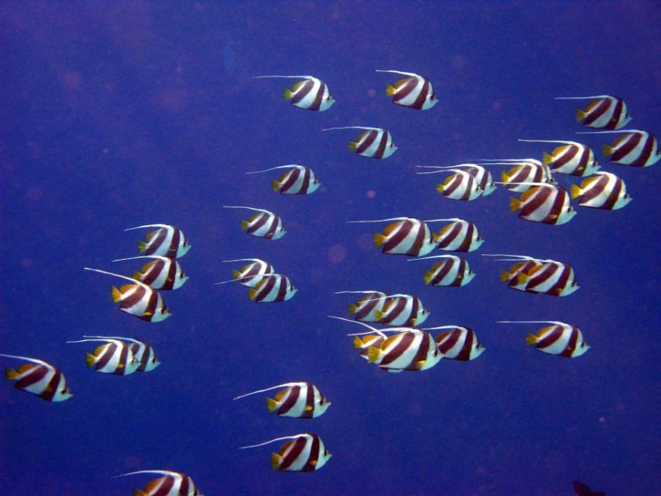 Fisch Schwarm NH Collection Maldives Reethi Resort