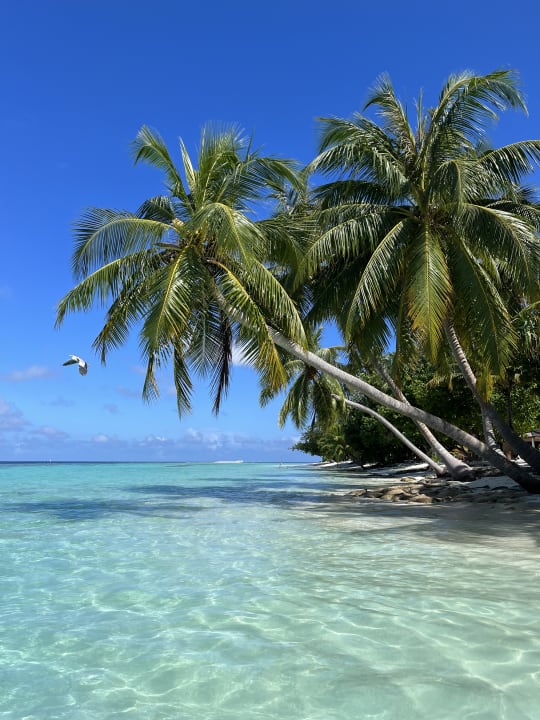 Strand Vilamendhoo Island Resort & Spa