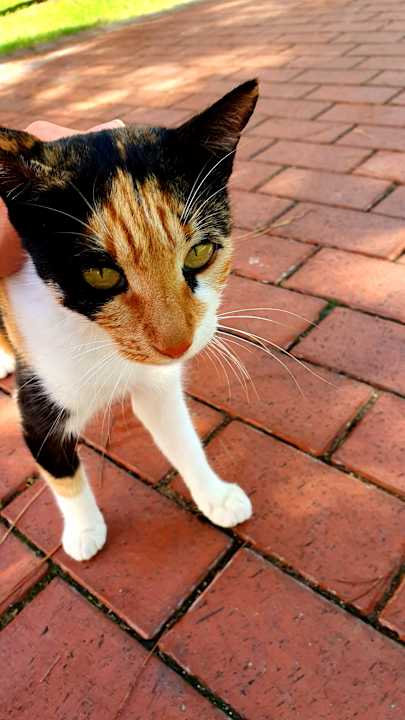 Gartenanlage Ali Bey Club