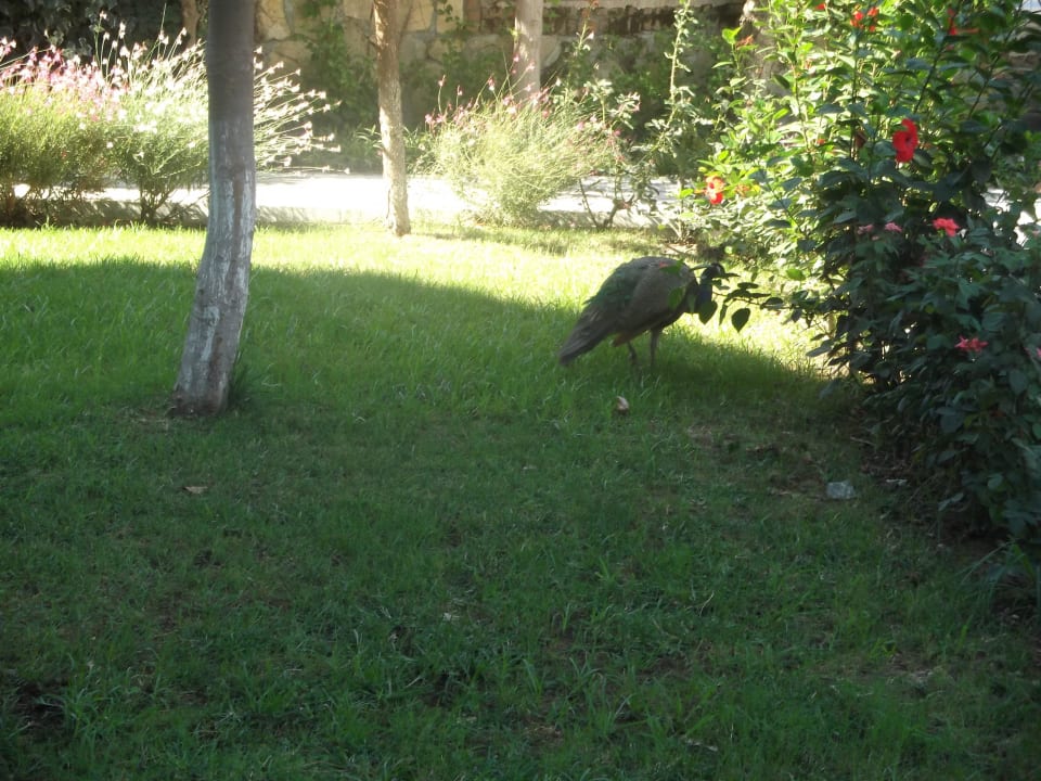 Pfau / Fasan Seaden Corolla Hotel