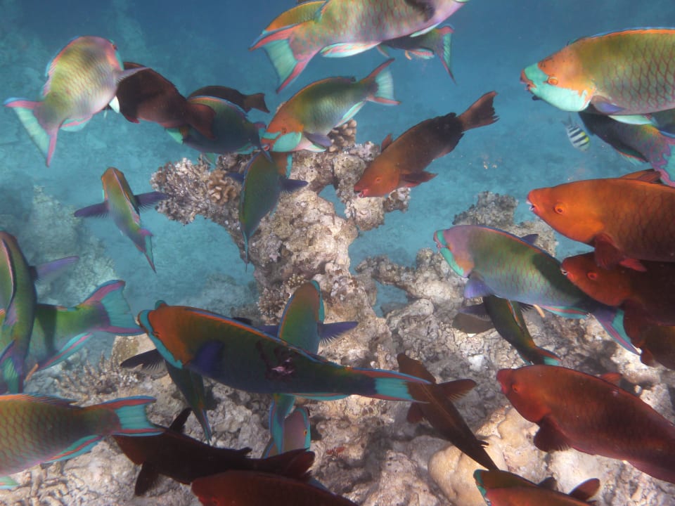 Farbenfroh Diamonds Thudufushi