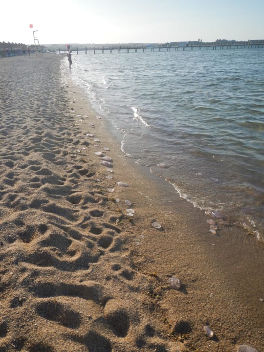 Am Abend mit tausenden toten Quallen Stella Beach Resort & Spa Makadi Bay