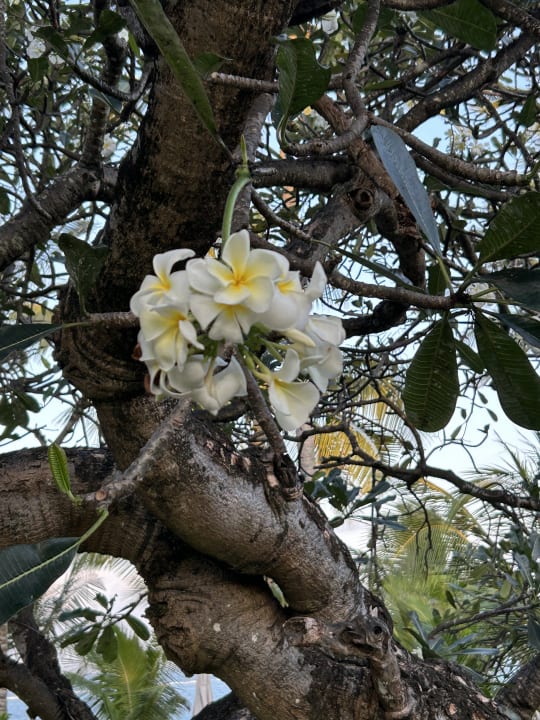 Gartenanlage Bahari Beach Hotel