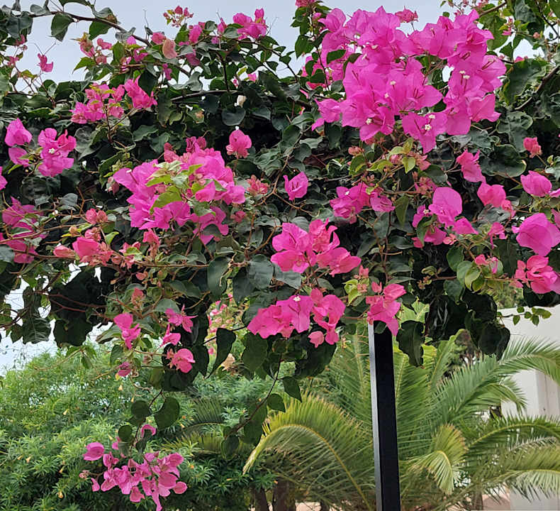 Gartenanlage Anissa Beach & Village