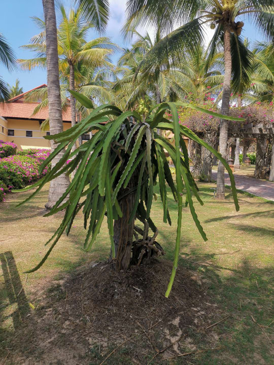 Gartenanlage Pandanus Resort