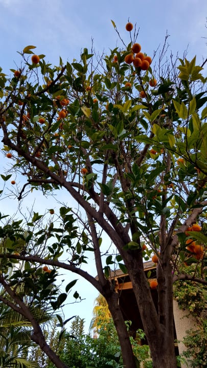 Gartenanlage Paloma Oceana