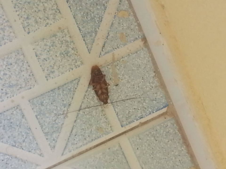 Cafard devant la porte de ma chambre The Ksar Djerba Charming Hotel & SPA