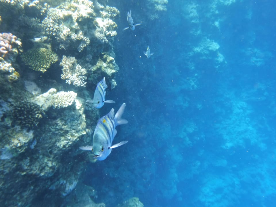 Riff The Grand Hotel Sharm El Sheikh