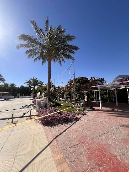 Sonstiges Desert Rose