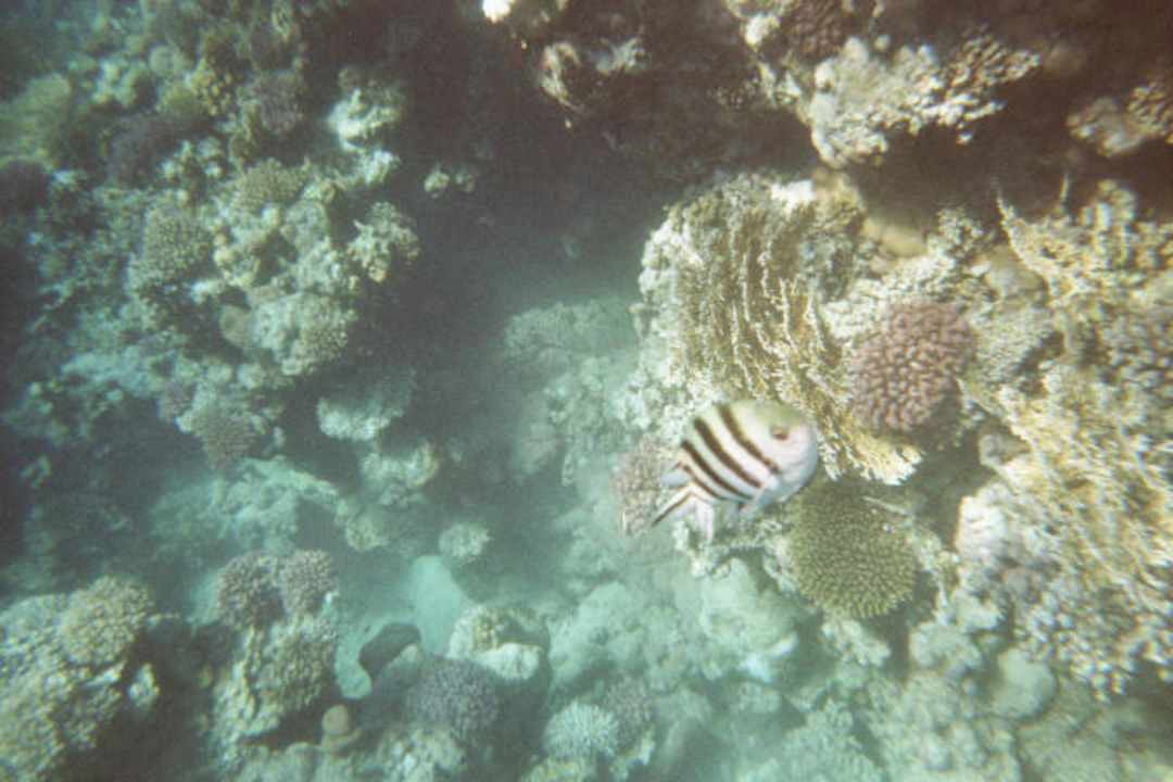 Unter Wasser Pickalbatros Royal Moderna Resort-Sharm El Sheikh