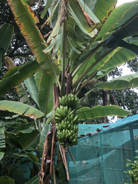 Gartenanlage Adaaran Select Hudhuran Fushi - Premium All Inclusive