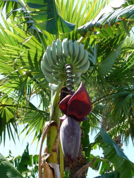 Bananenstauden Siam Elegance Hotels & Spa