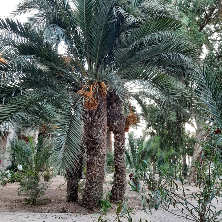 Gartenanlage Zita Beach Resort