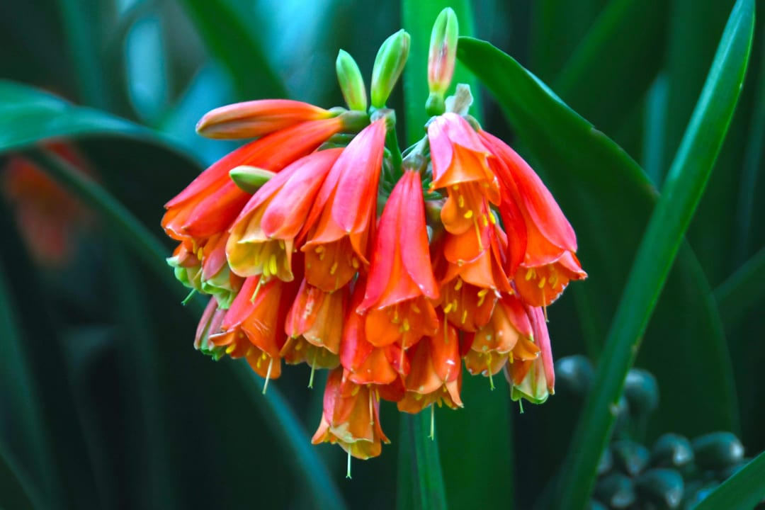 Gartenanlage Hotel Riu Monica - Adults only