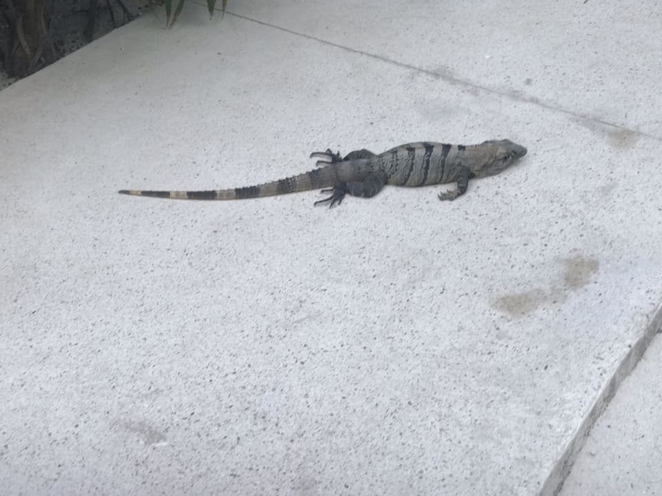 Sonstiges Akumal Bay Beach & Wellness Resort