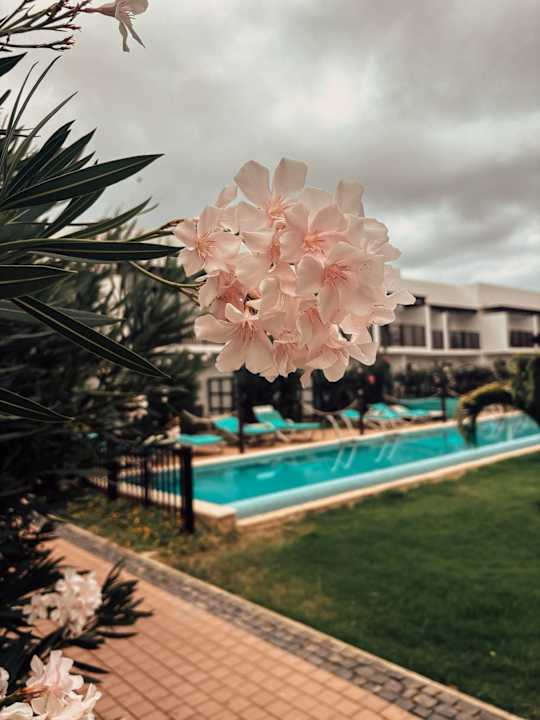 Gartenanlage Meliá Laguna Beach