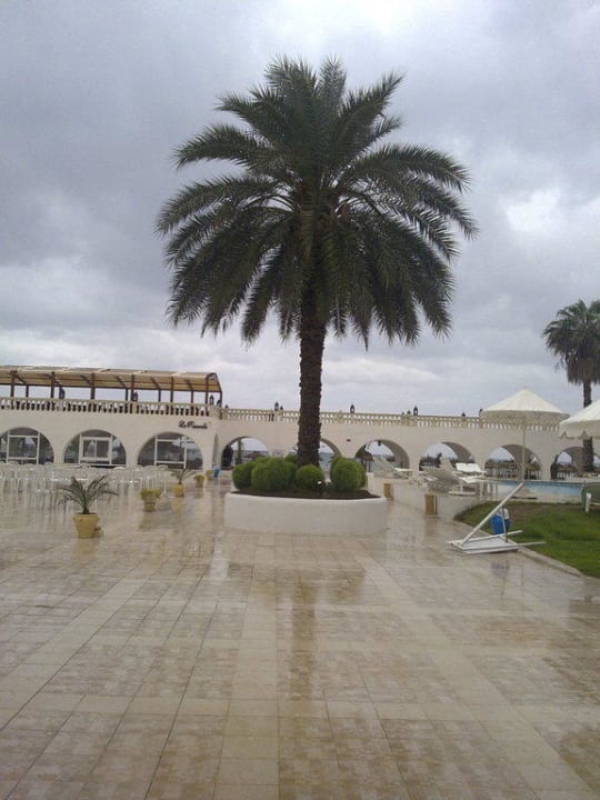 Palme in der Anlage The Club Hammamet