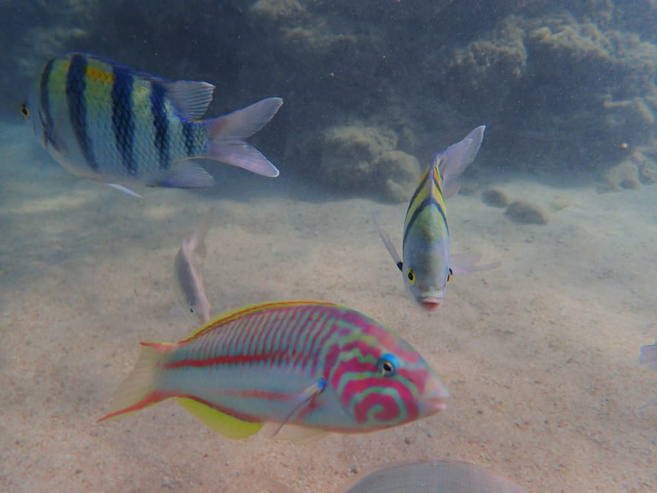 Sport & Freizeit Pickalbatros Citadel Resort