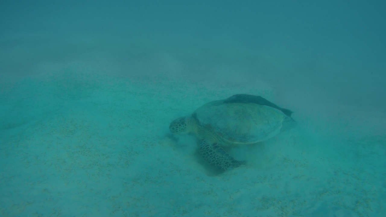 Sport & Freizeit Hotel Gorgonia Beach Resort