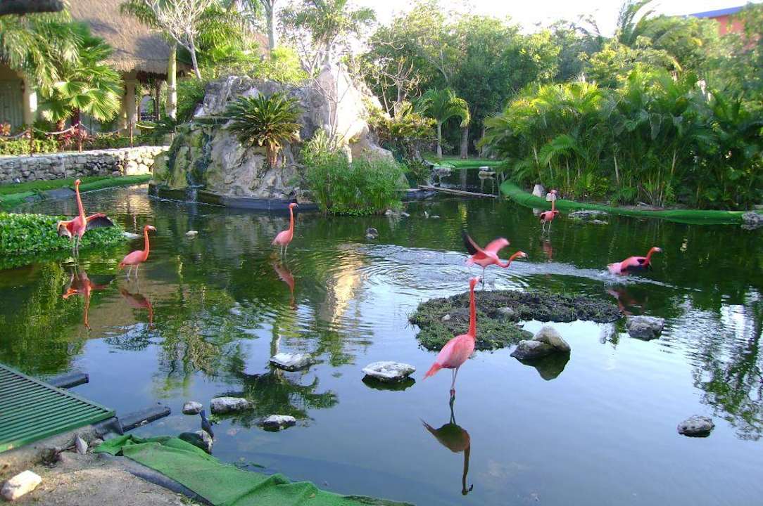 Flamingos Grand Palladium Select White Sand Resort & Spa