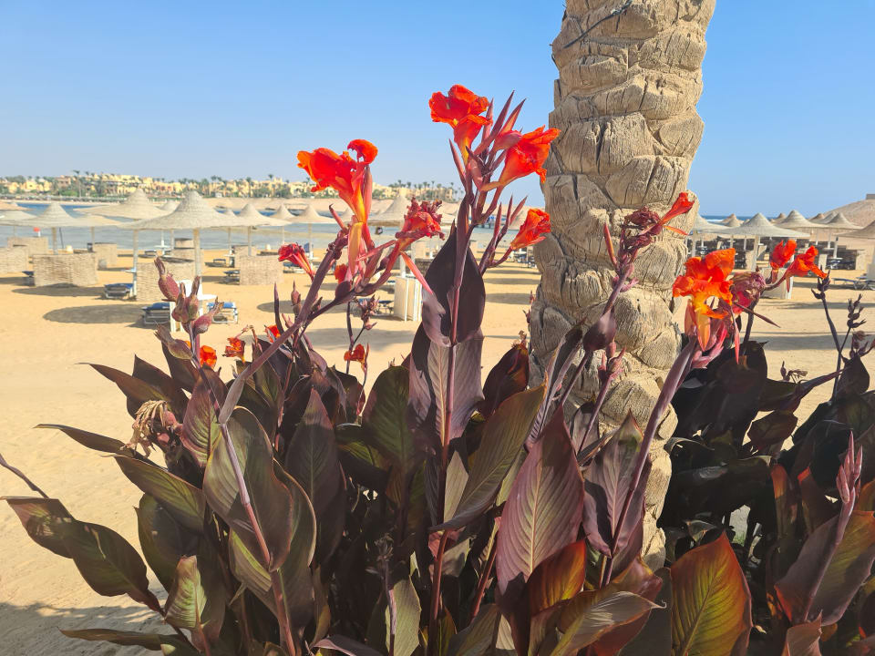 Strand Jaz Dar EL Madina