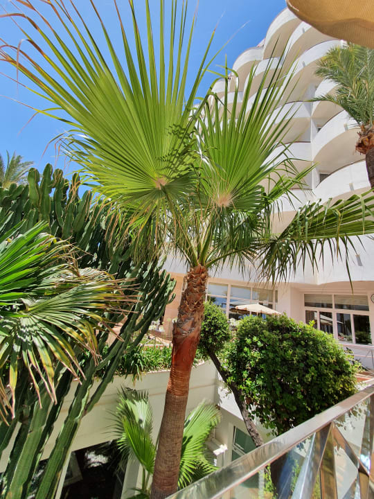Außenansicht Hipotels Hipocampo Playa