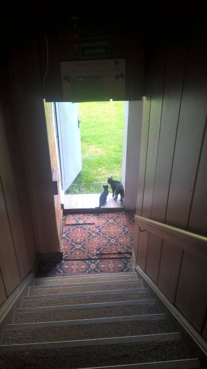 Die Hauskatzen Hotel Hufhaus