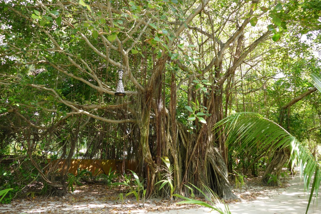 Pflanzen und Wege Kuredu Island Resort & Spa