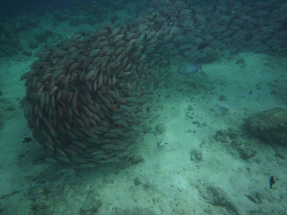 Подводный мир Kuredu Island Resort & Spa