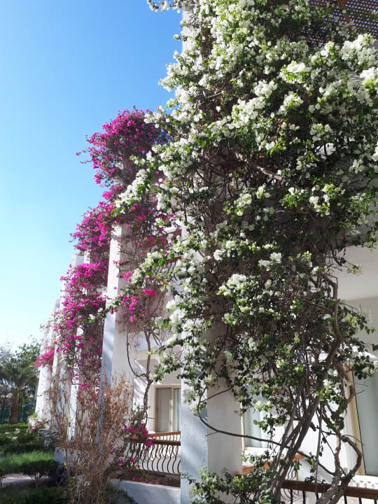 Außenansicht Menaville Safaga