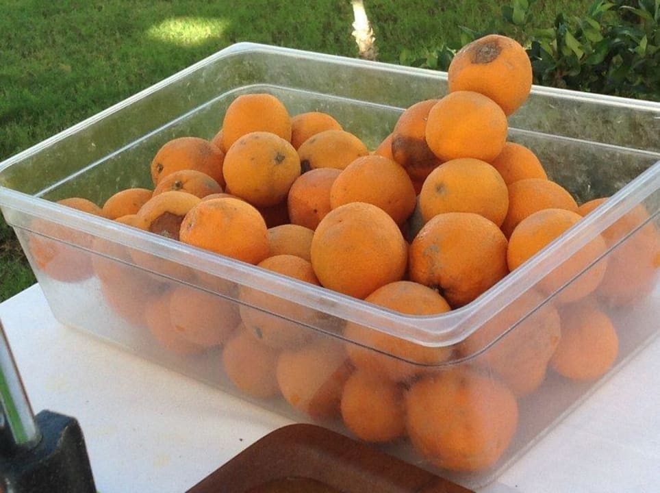 Faulige, schimmlige Orangen zum selbst pressen Sultan of Dreams Hotel & Spa