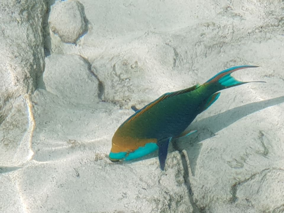 Sport & Freizeit Fihalhohi Maldives