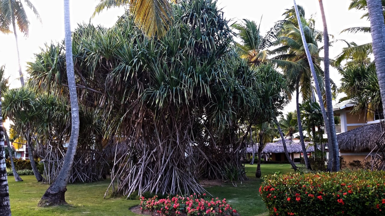 Gartenblick Grand Palladium Select Bávaro Resort & Spa